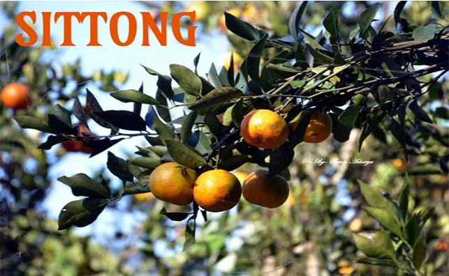sittong image